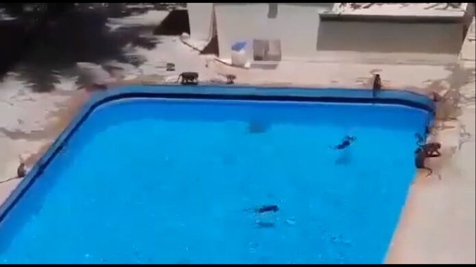 scimmie invadono hotel e si tuffano in piscina